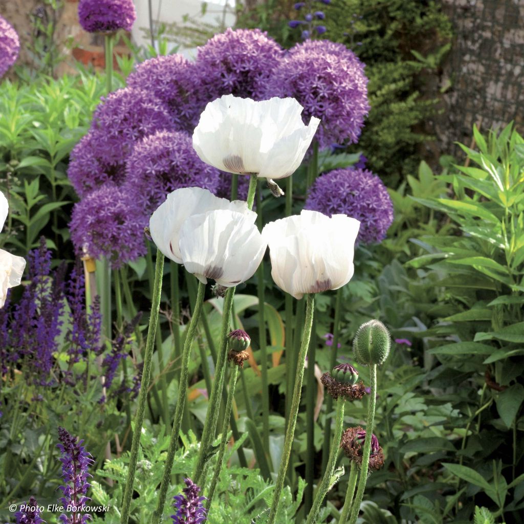 Papaver orientale Perry's White