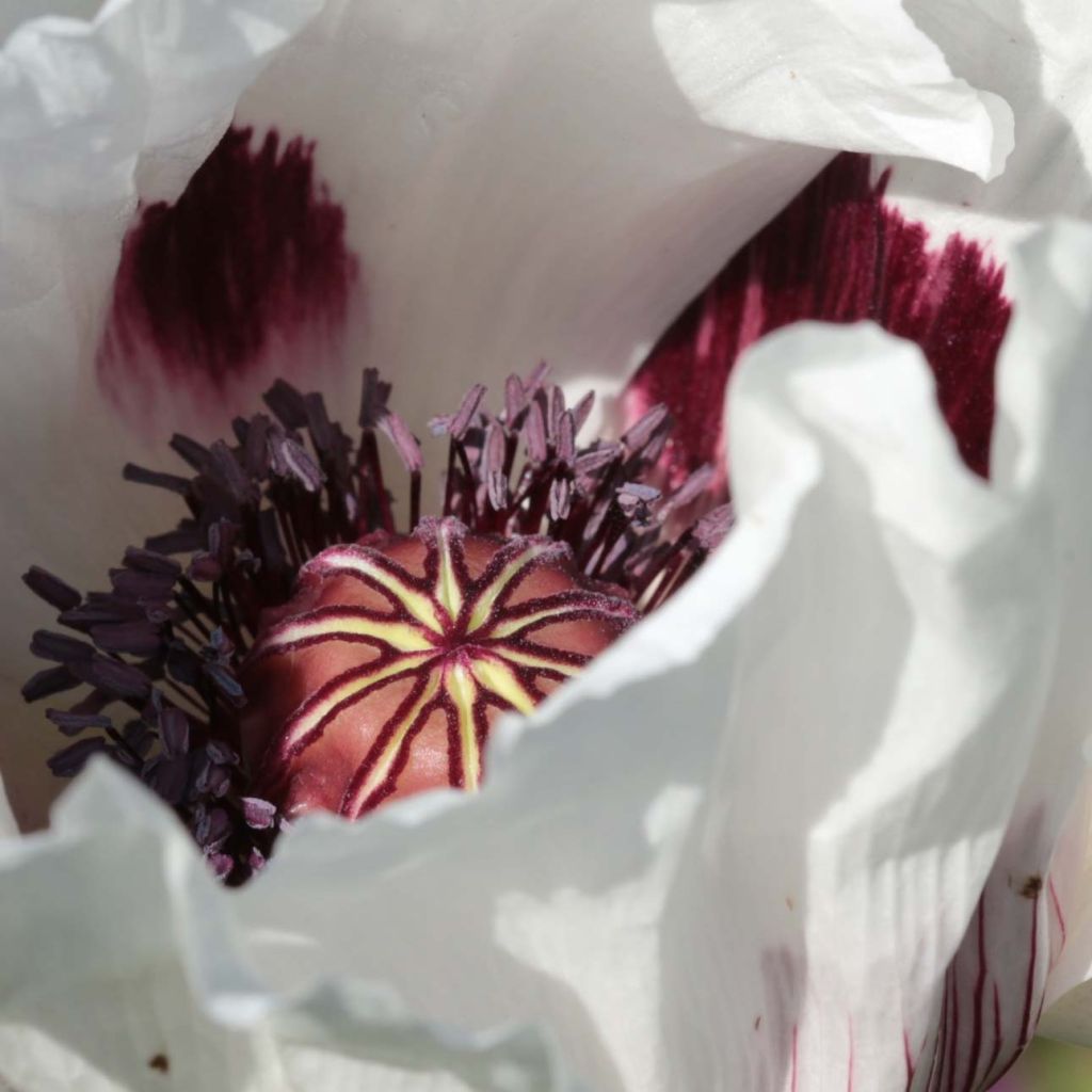 Papaver orientale Perry's White