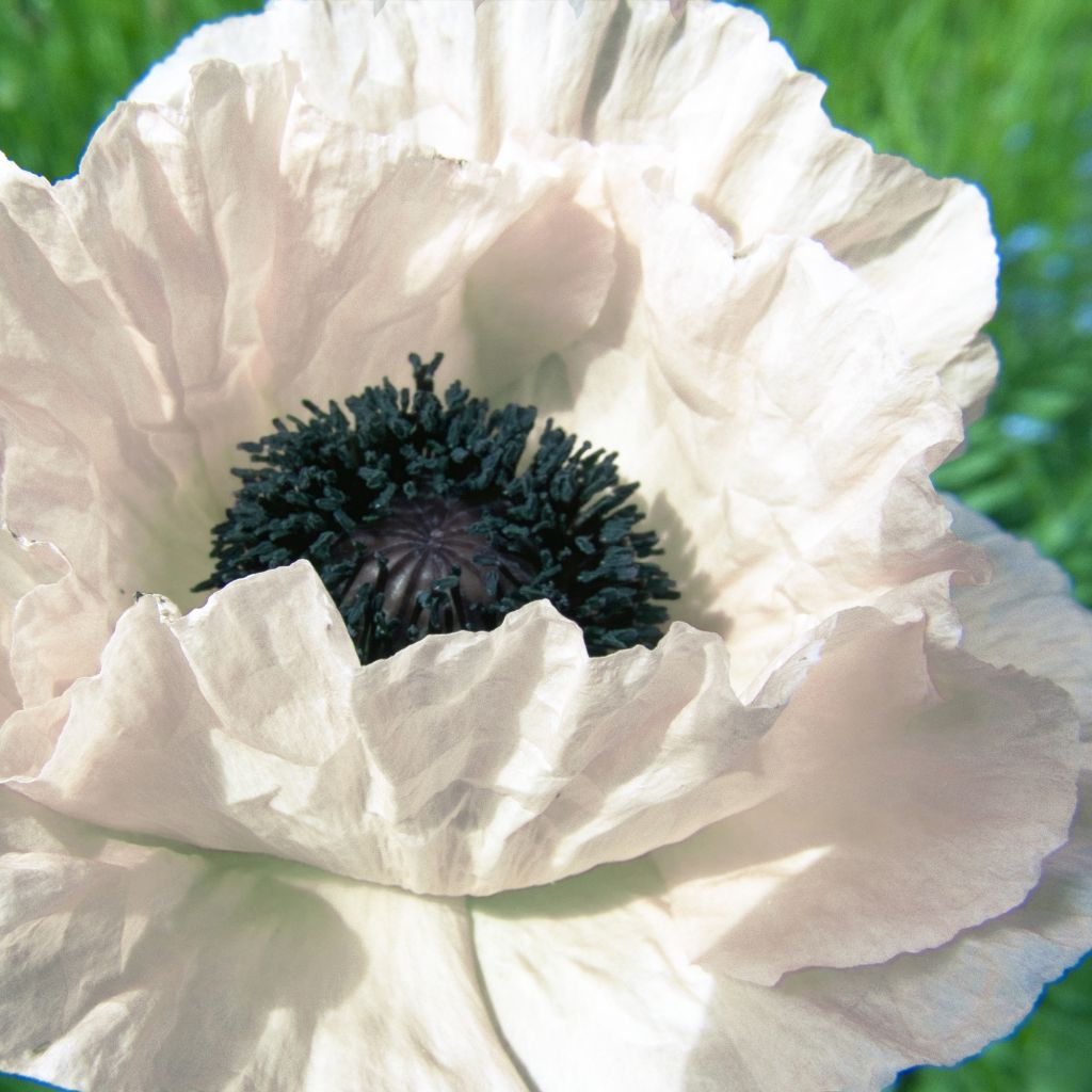 Pavot d'Orient, Papaver orientale Royal Wedding