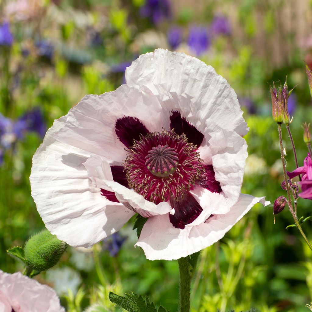 Papaver orientale Royal Wedding