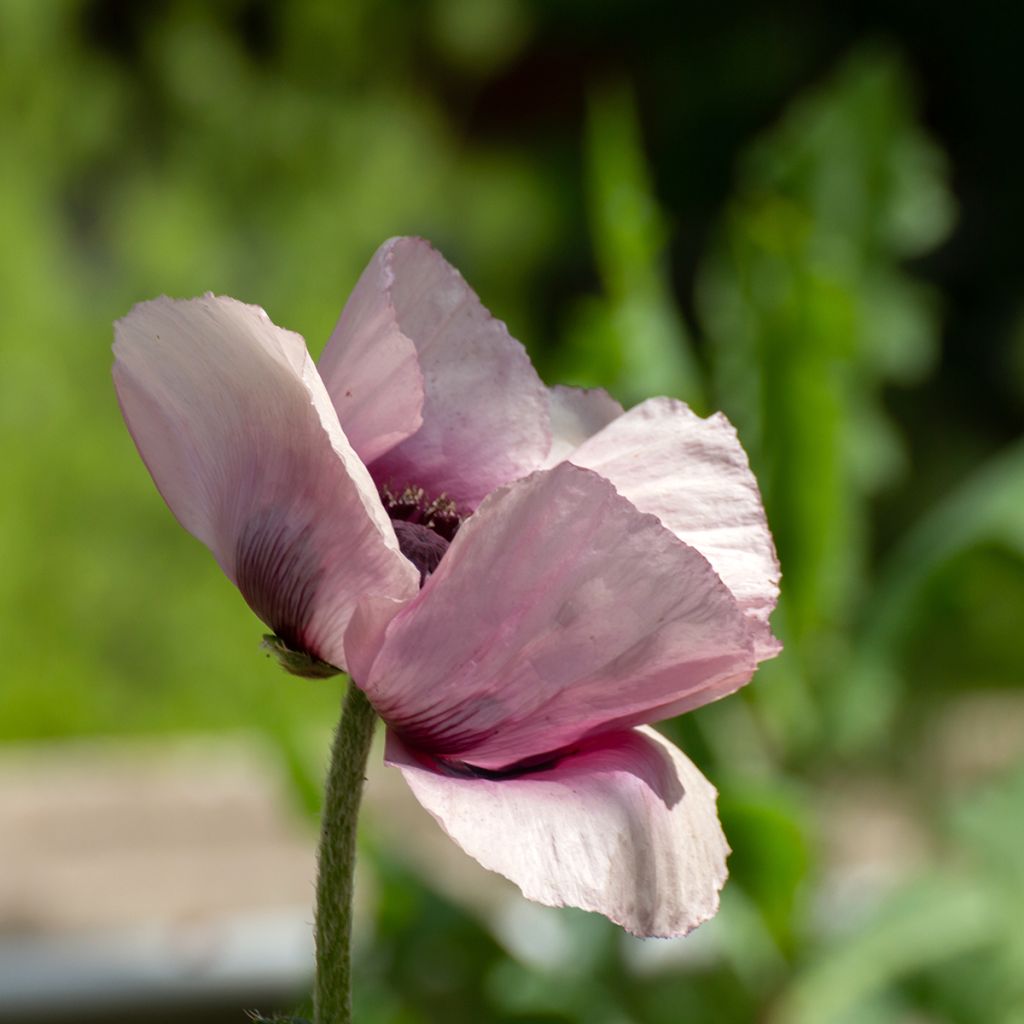 Papaver orientale Royal Wedding