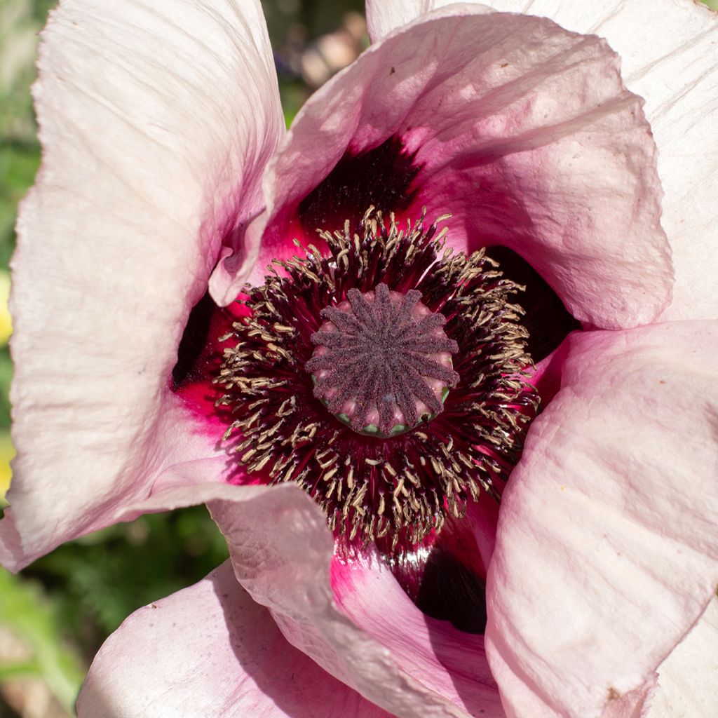 Papaver orientale Royal Wedding