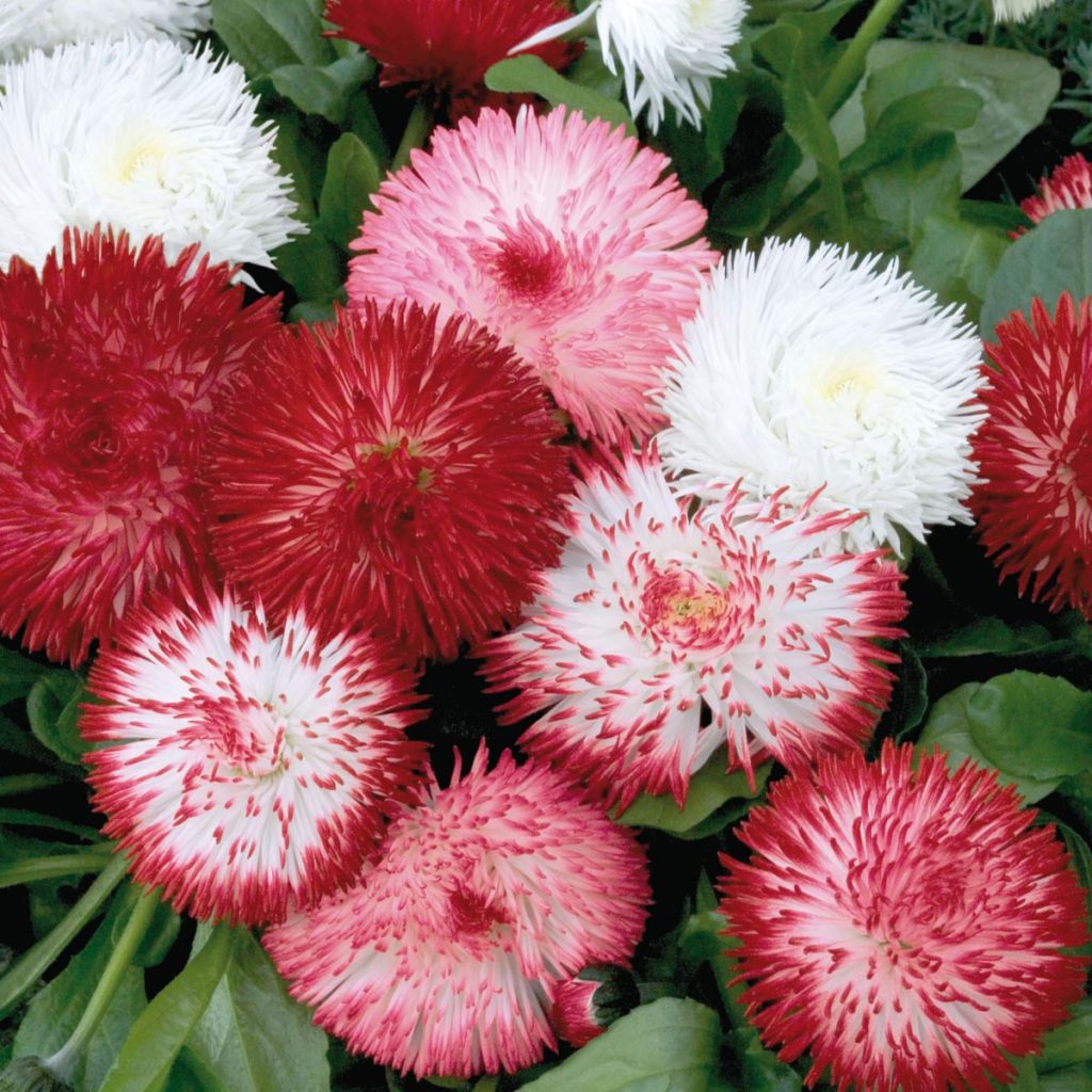 Pâquerette Habanera en mélange - Bellis perennis