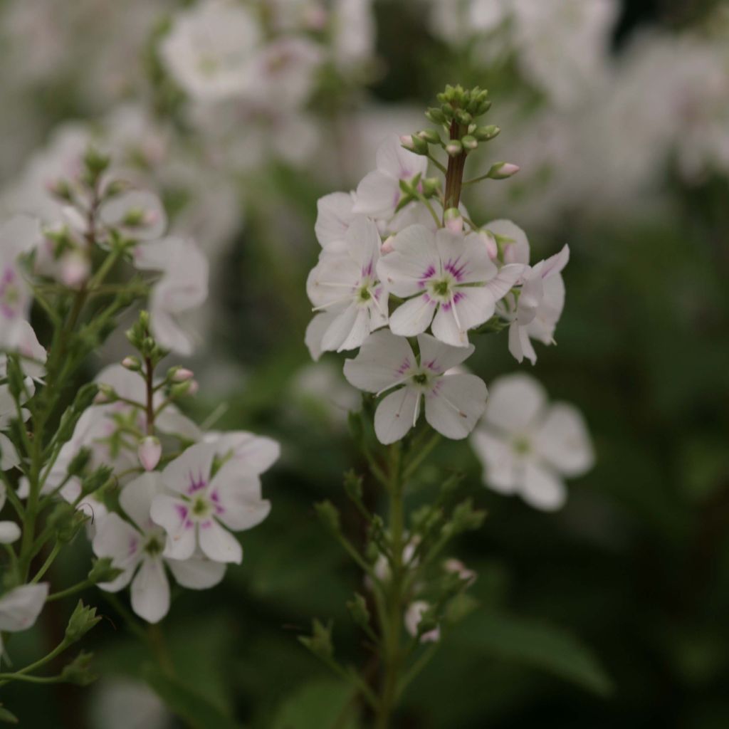 Parahebe catarractae Avalanche