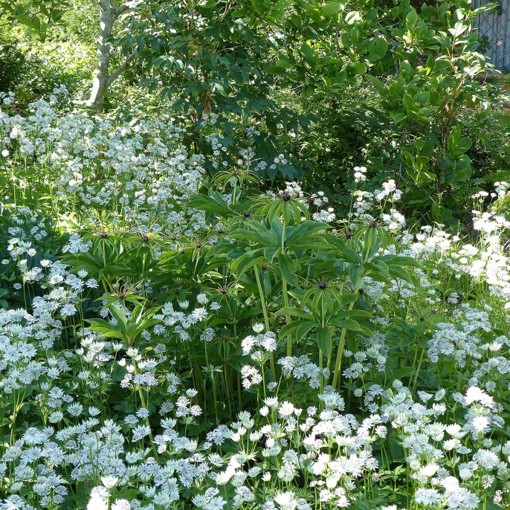 Paris polyphylla