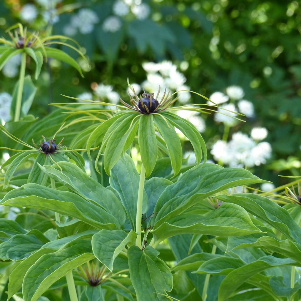 Paris polyphylla