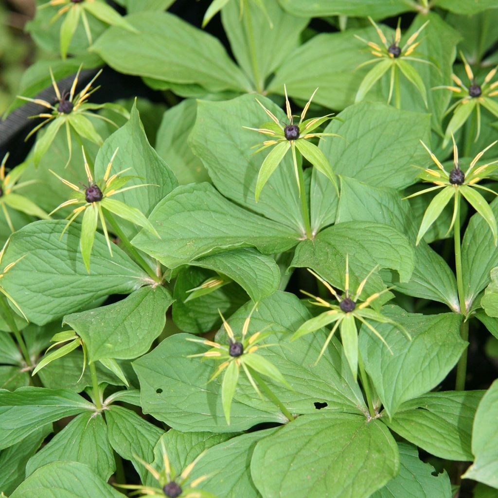 Paris quadrifolia - Parisette à quatre feuilles