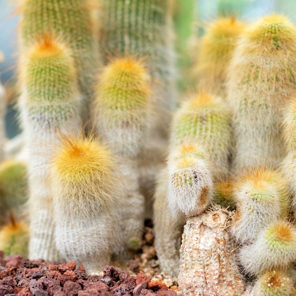 Parodia leninghausii - Notocactus