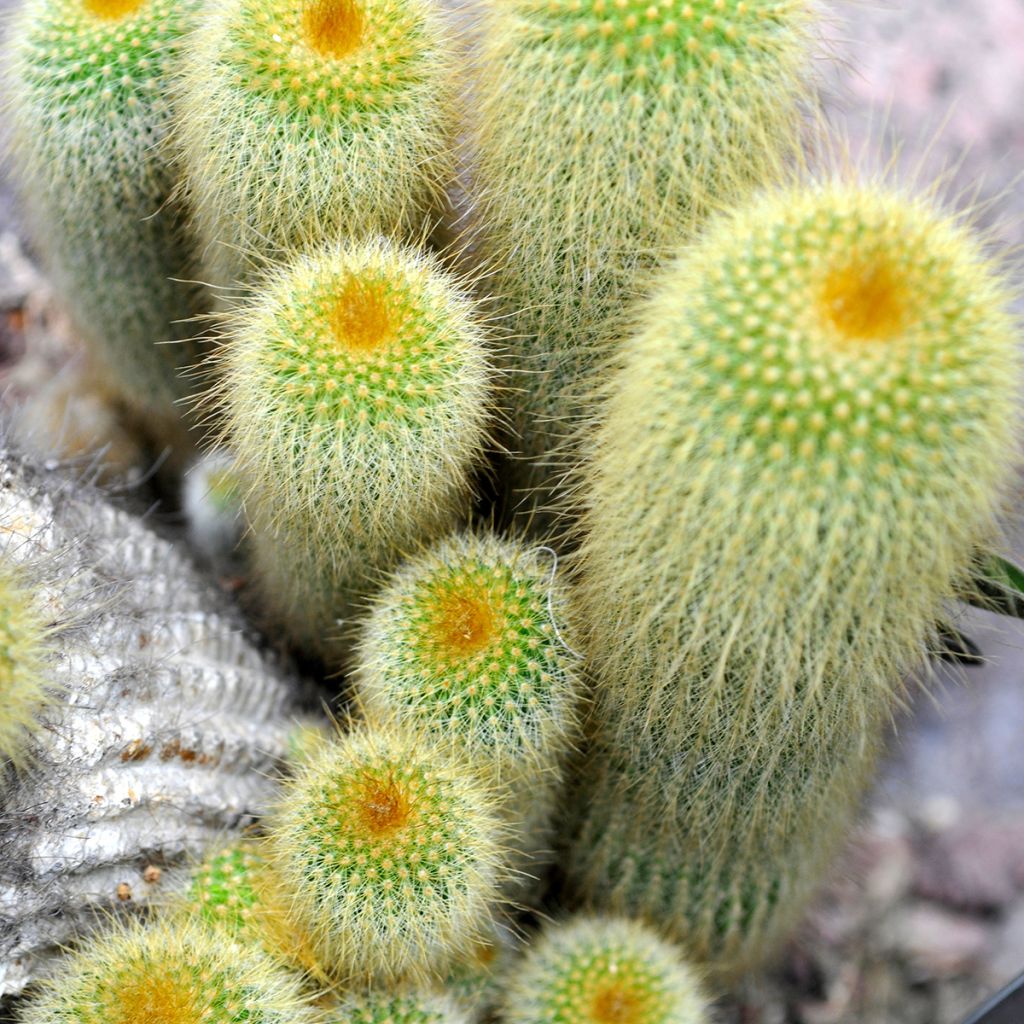 Parodia leninghausii - Notocactus