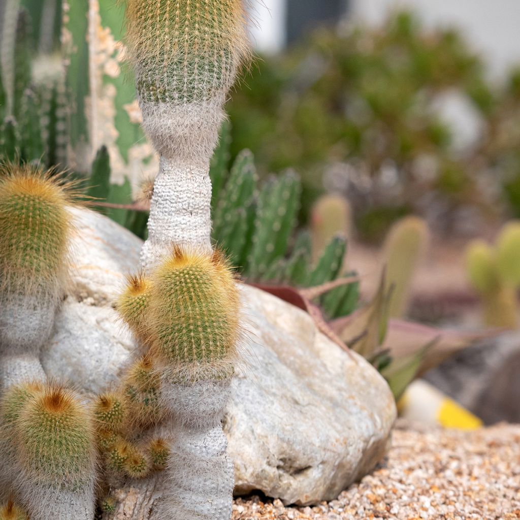 Parodia leninghausii - Notocactus