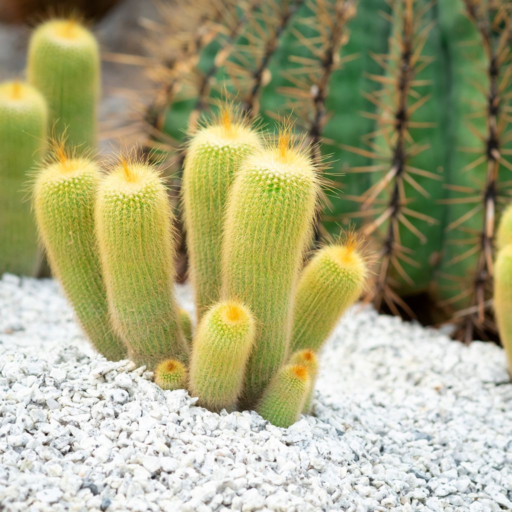 Parodia leninghausii - Notocactus