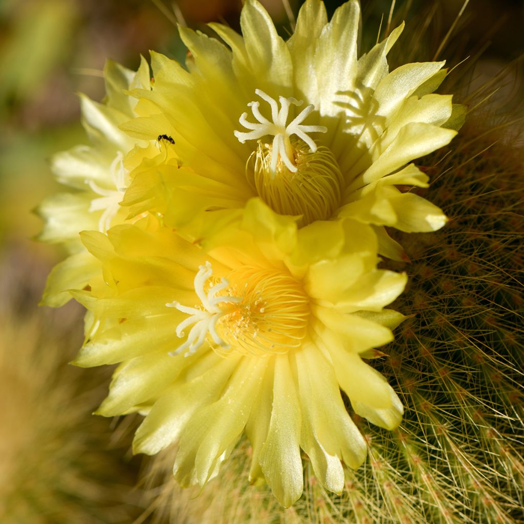 Parodia leninghausii - Notocactus