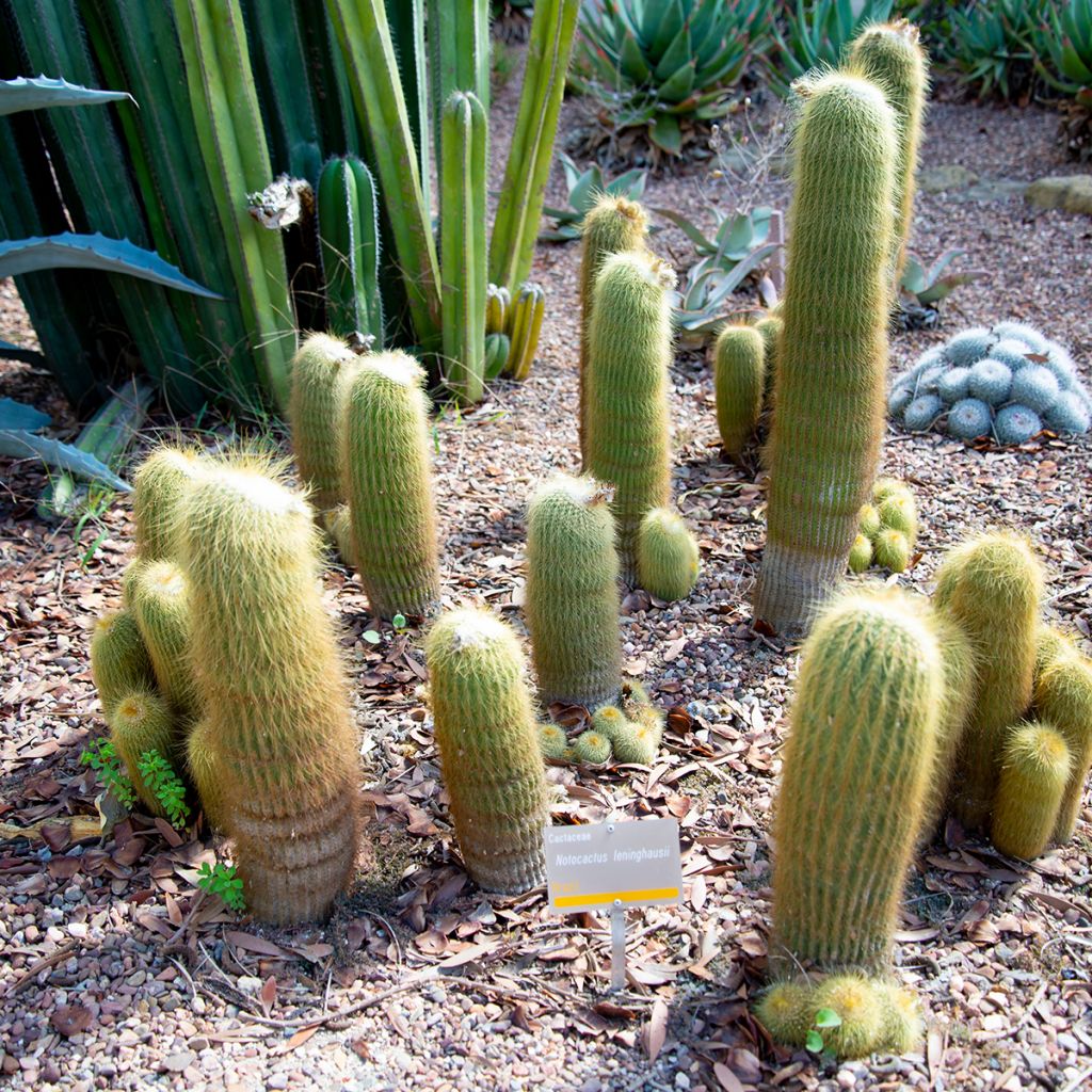 Parodia leninghausii - Notocactus