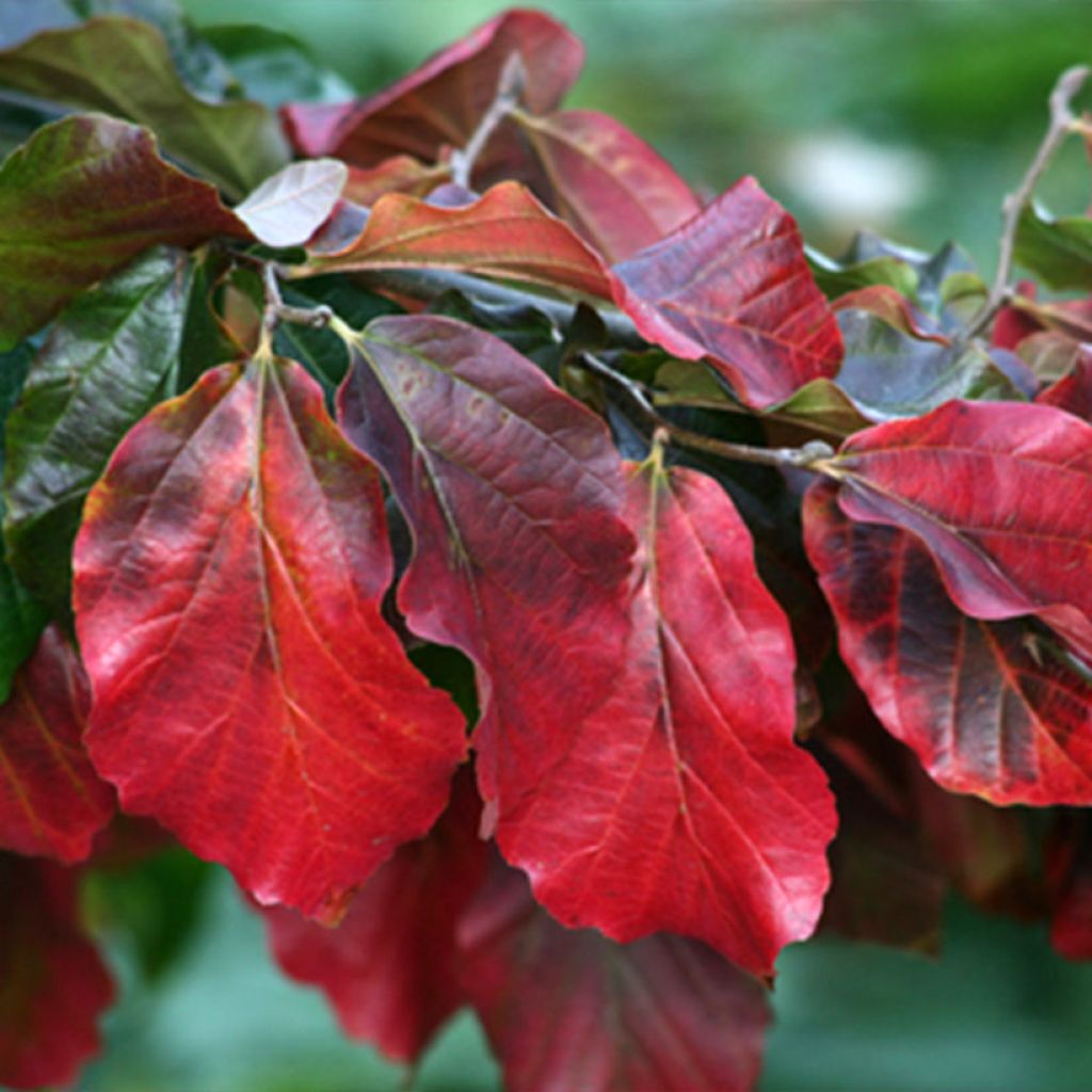 Parrotia persica Burgundy