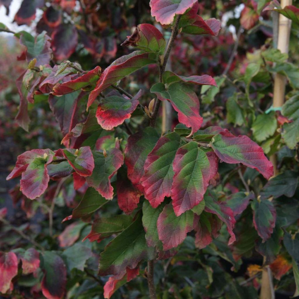 Parrotia persica Vanessa - Arbre de fer