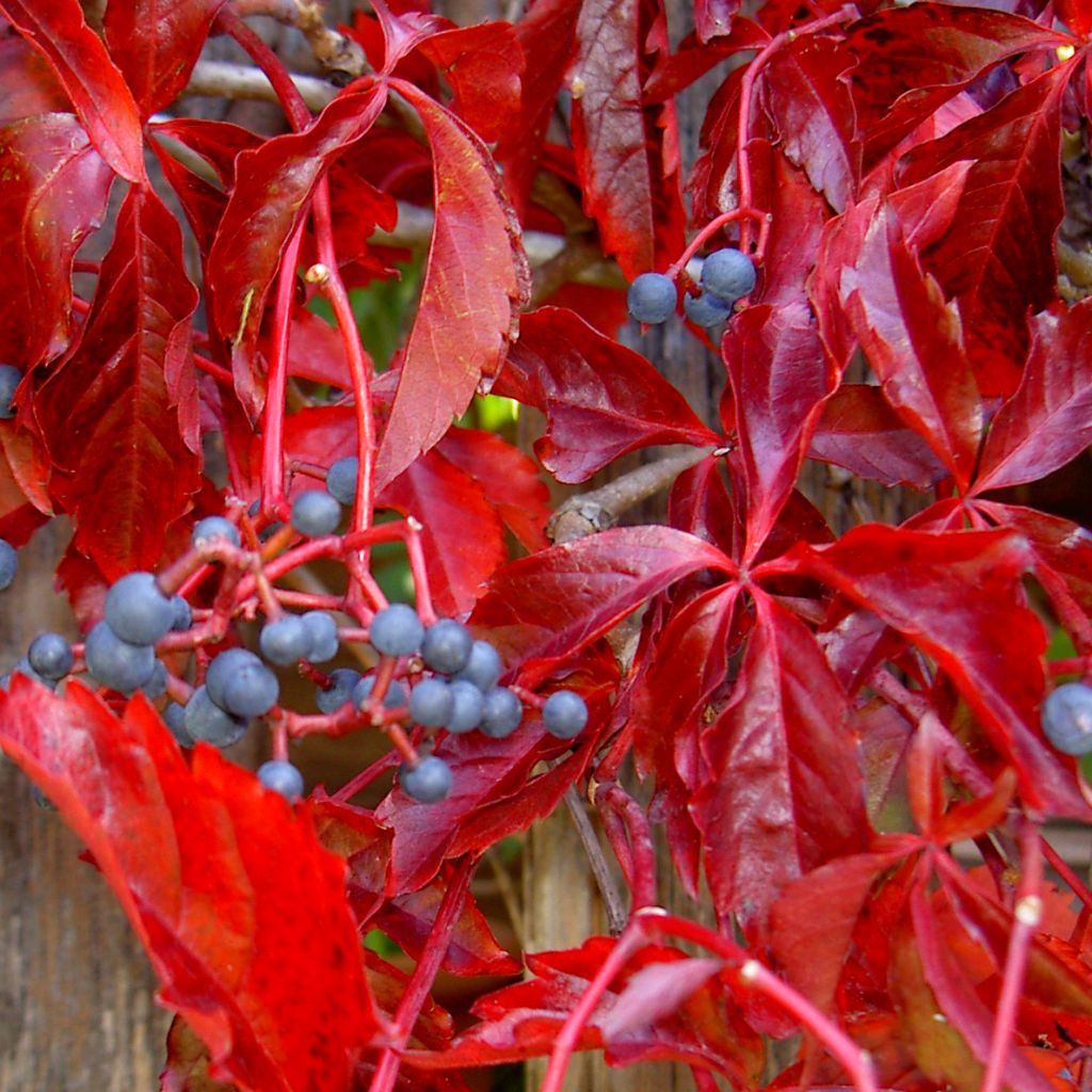 Vigne vierge - Parthenocissus quinquefolia Engelmannii