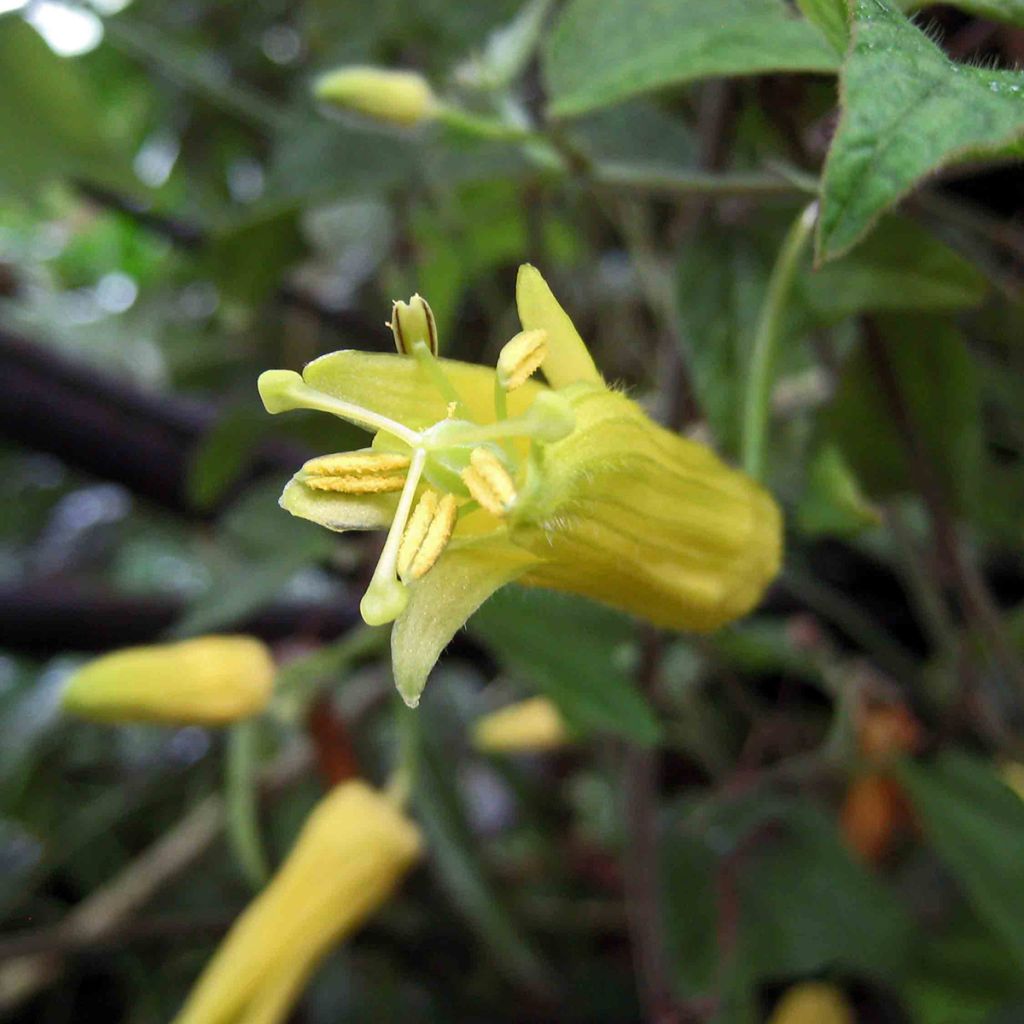 Passiflora citrina