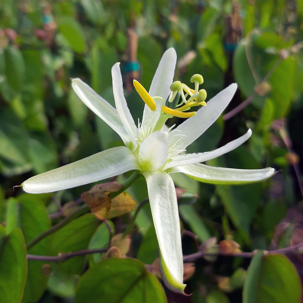 Passiflora mucronata - Fleur de la Passion