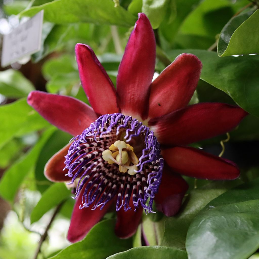 Passiflore quadrangularis - Barbadine