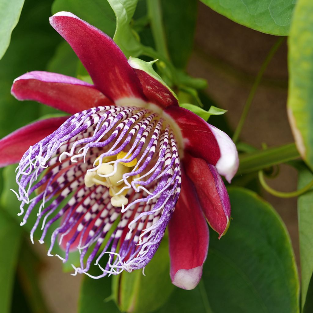 Passiflore quadrangularis - Barbadine