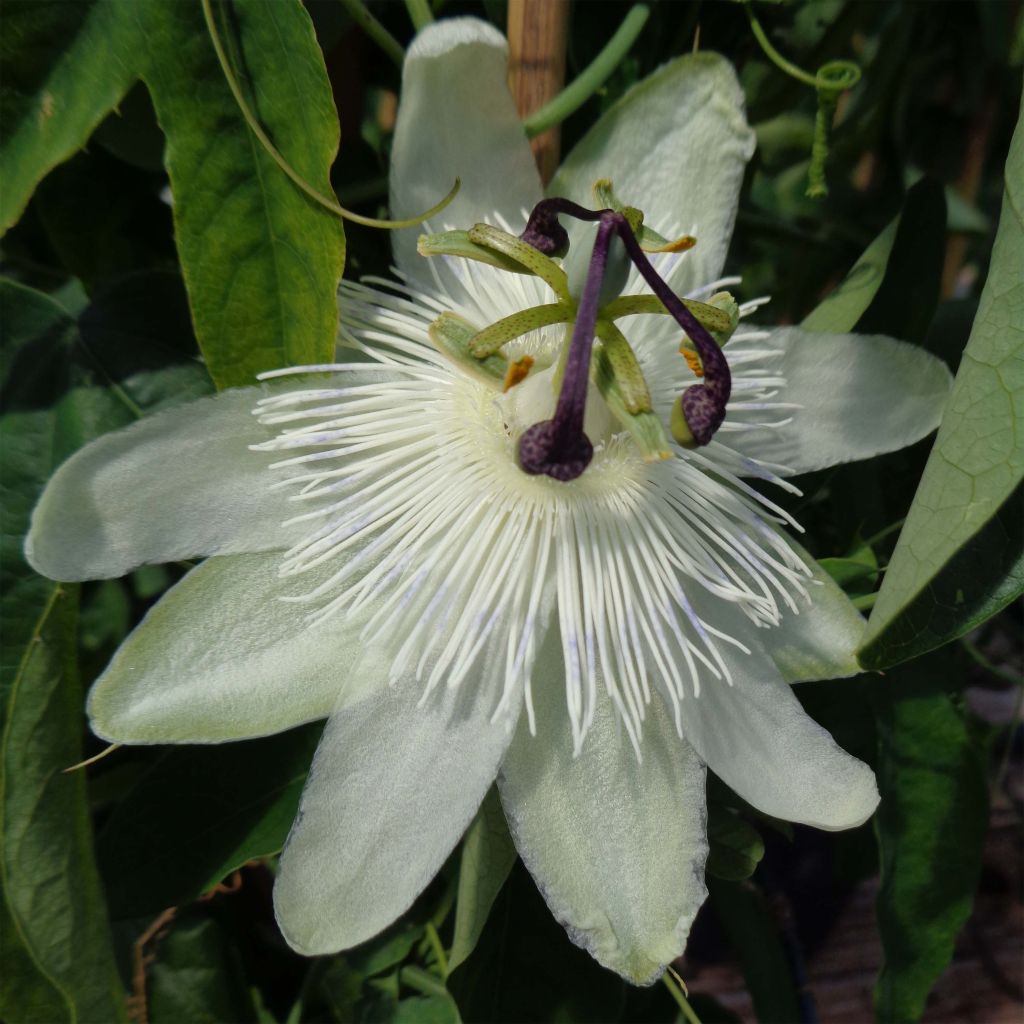 Passiflora subpeltata - Fleur de la Passion Blanche