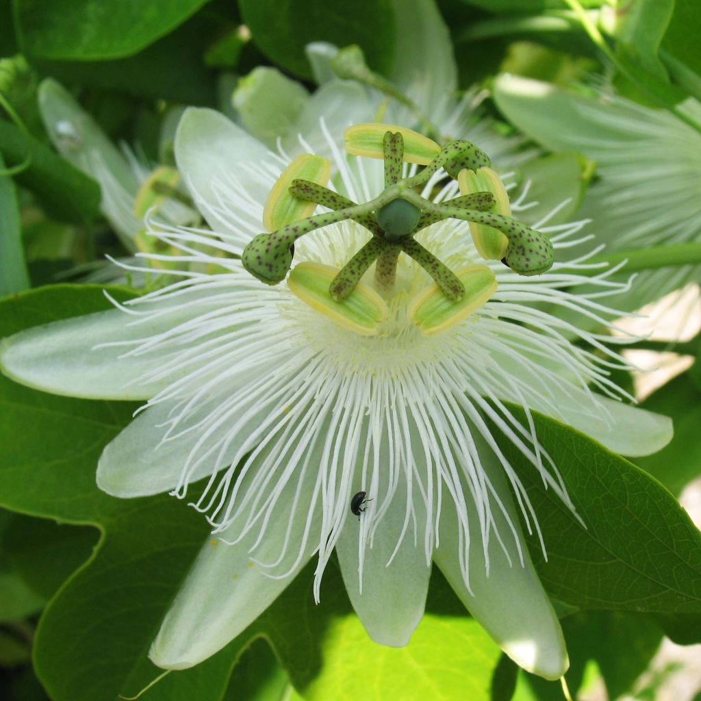 Passiflora subpeltata - Fleur de la Passion Blanche