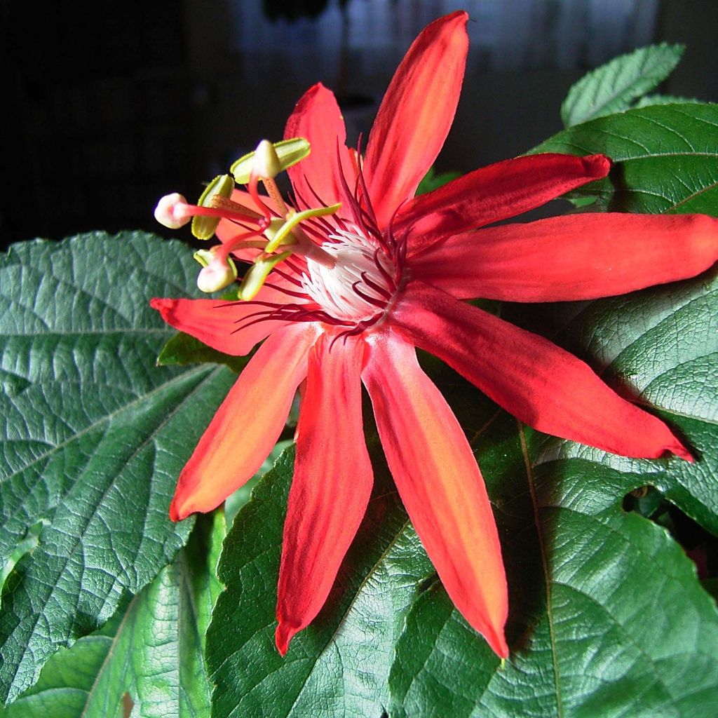 Passiflora vitifolia - Passiflore à feuilles de vigne