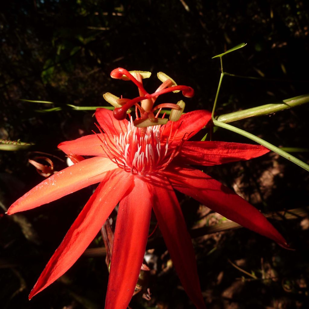 Passiflora vitifolia - Passiflore à feuilles de vigne