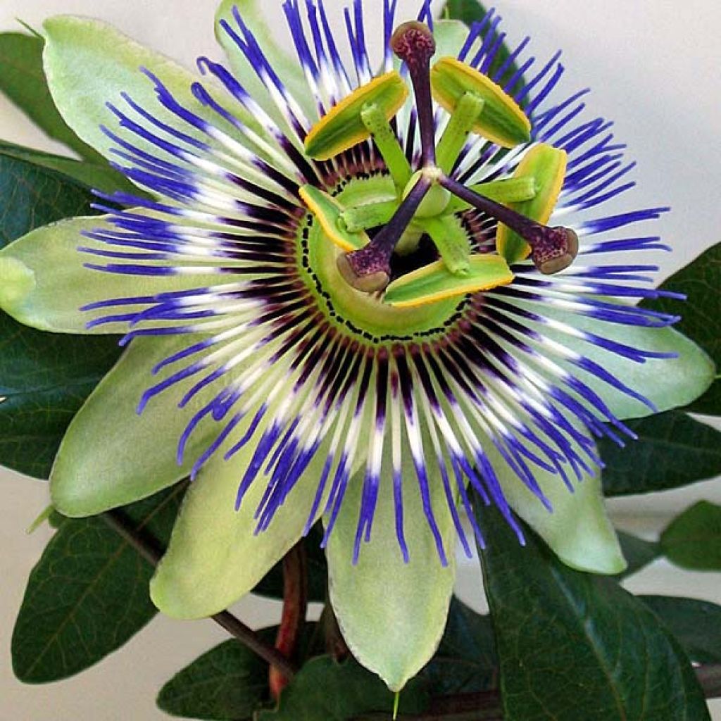 Passiflora caerulea