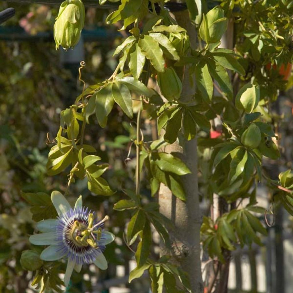 Passiflora caerulea