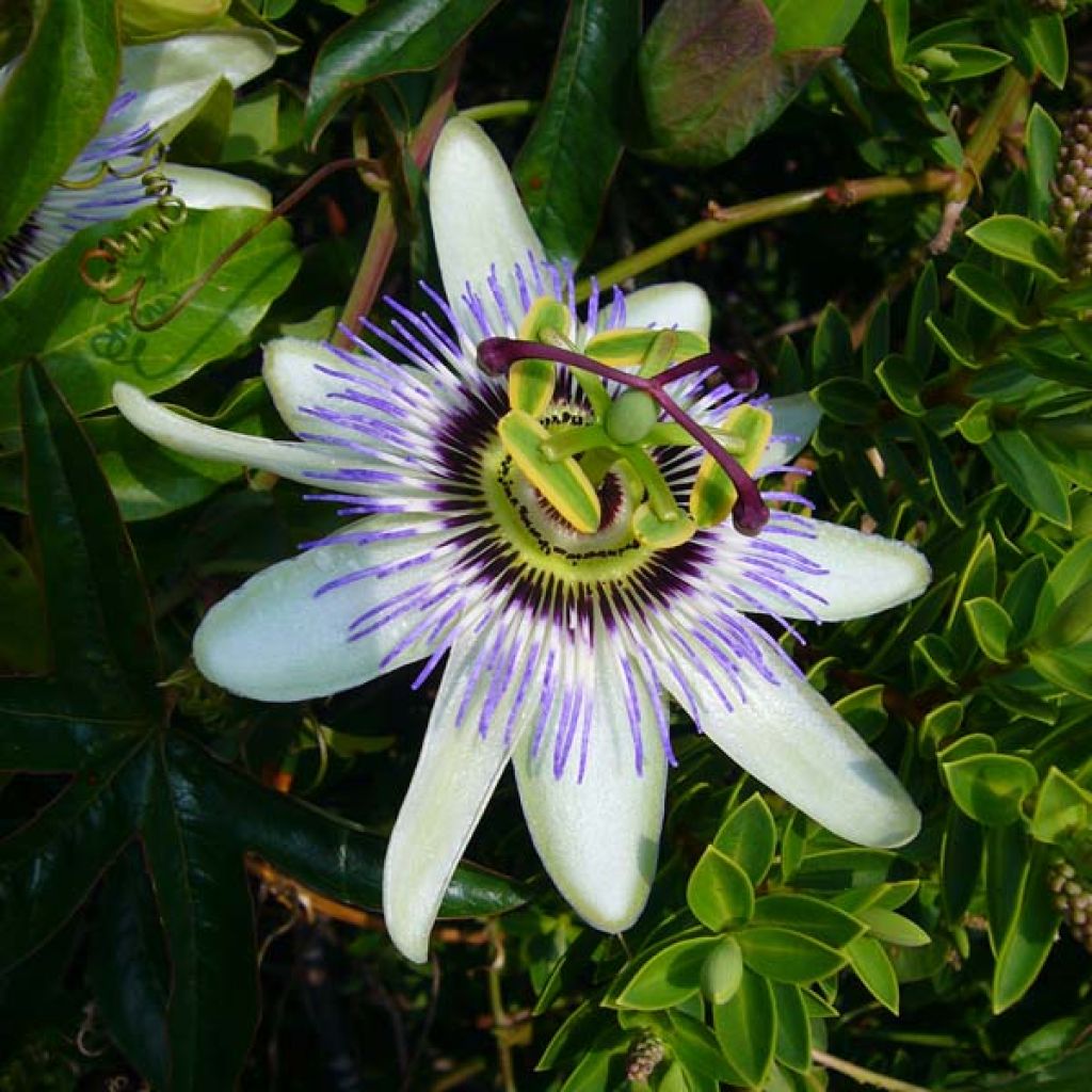 Passiflora caerulea