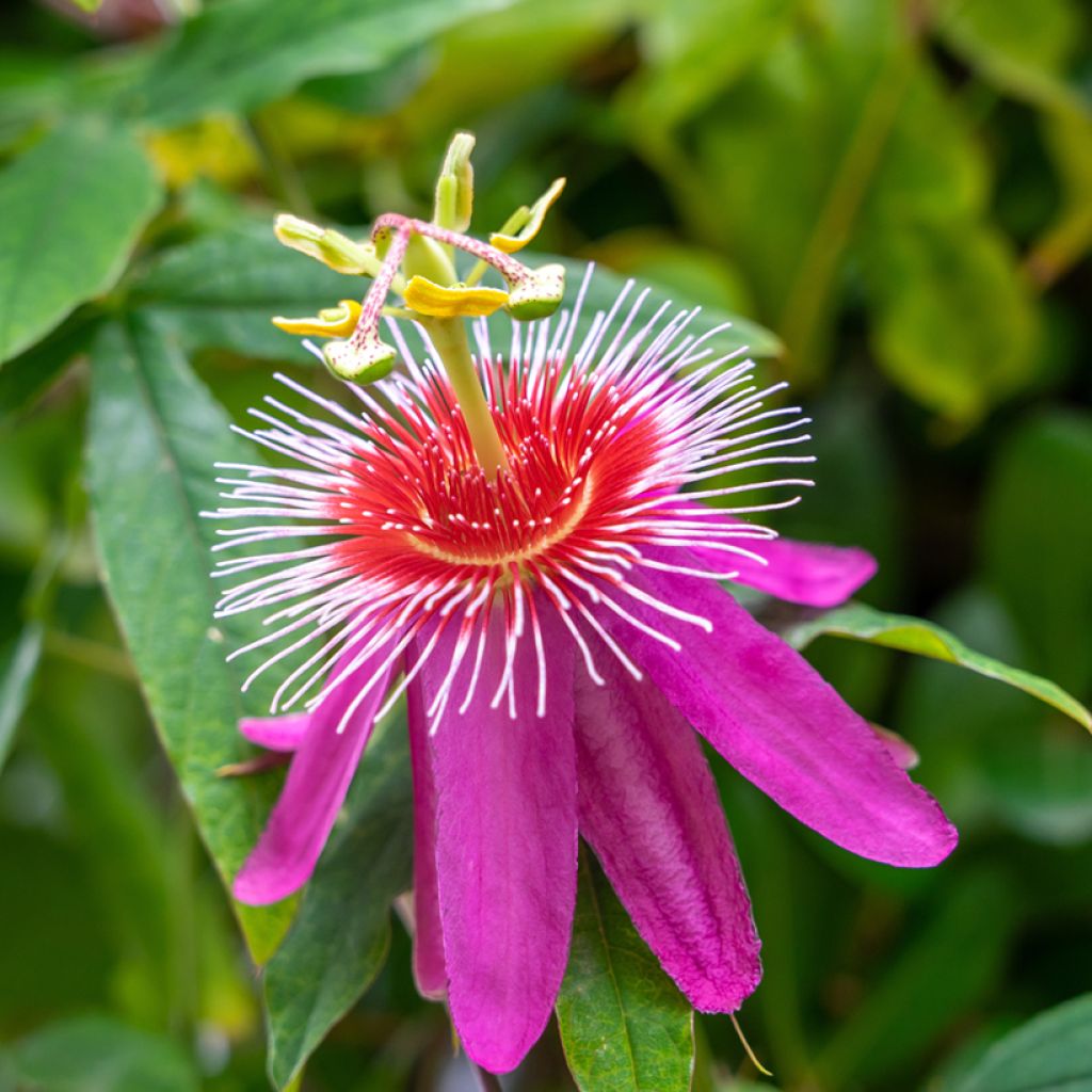 Passiflora Anastasia