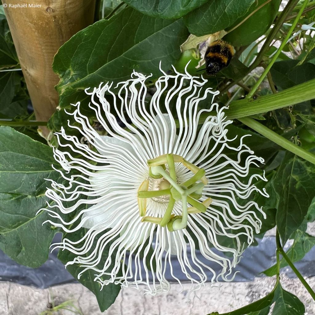 Passiflora (x) incarnata Snow Star