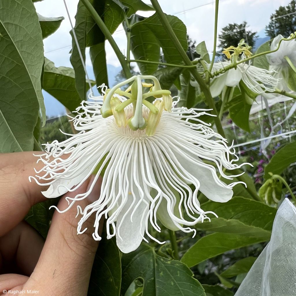 Passiflora (x) incarnata Snow Star