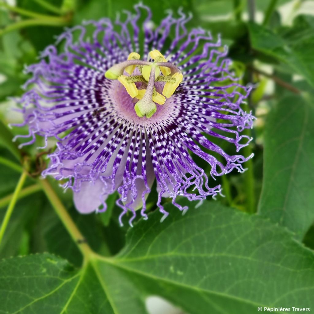 Passiflora incarnata Fata Confetto