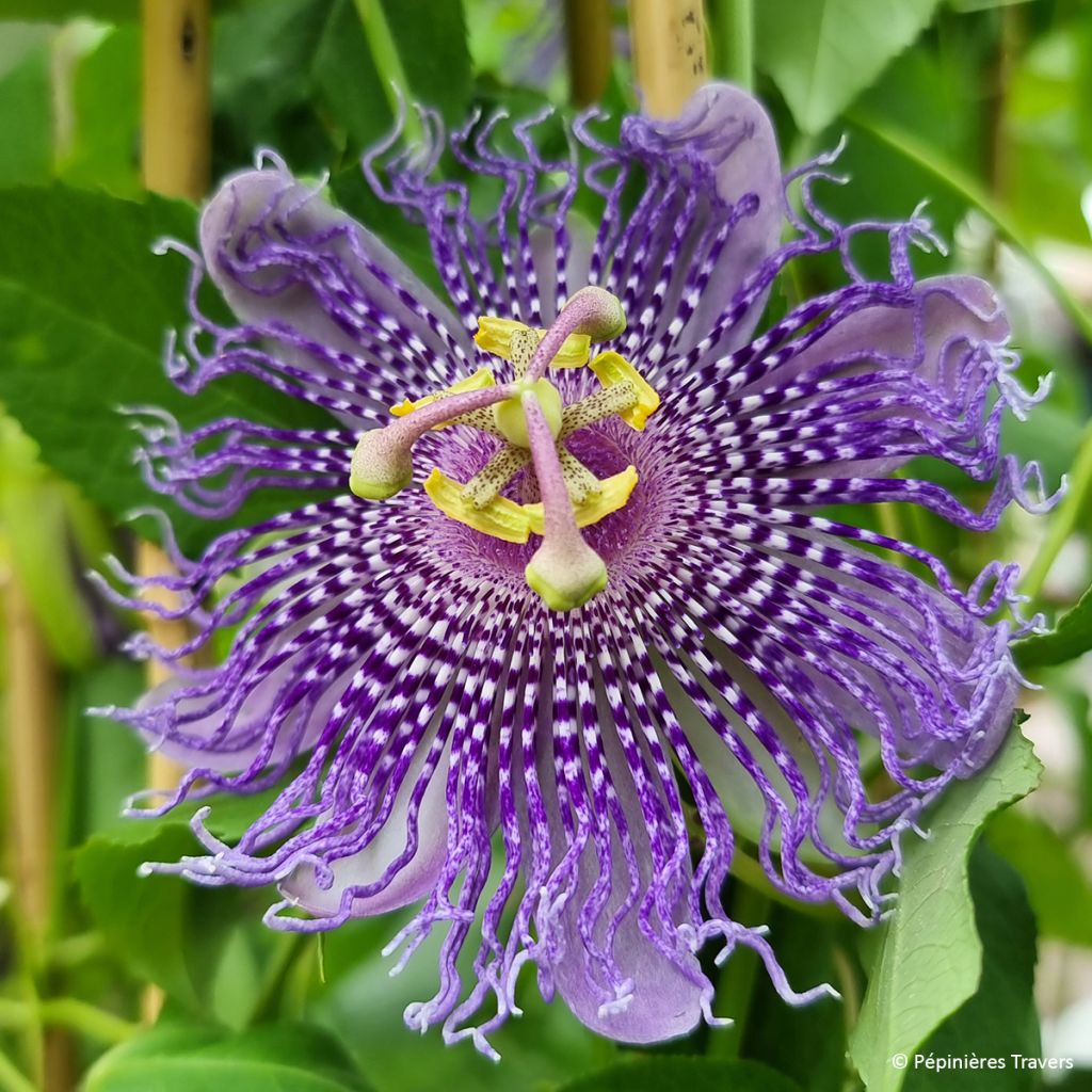 Passiflora incarnata Fata Confetto