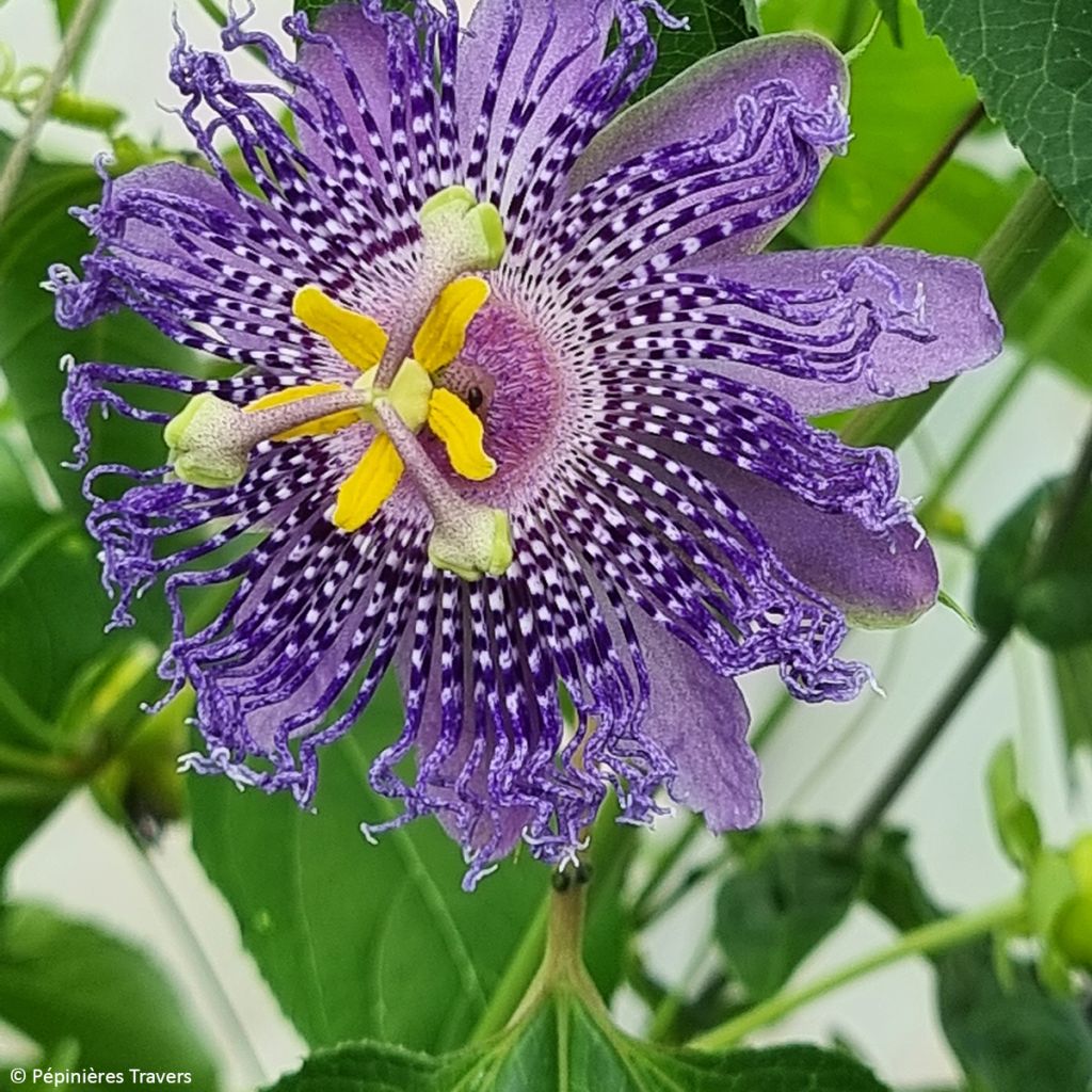 Passiflora incarnata Fata Confetto