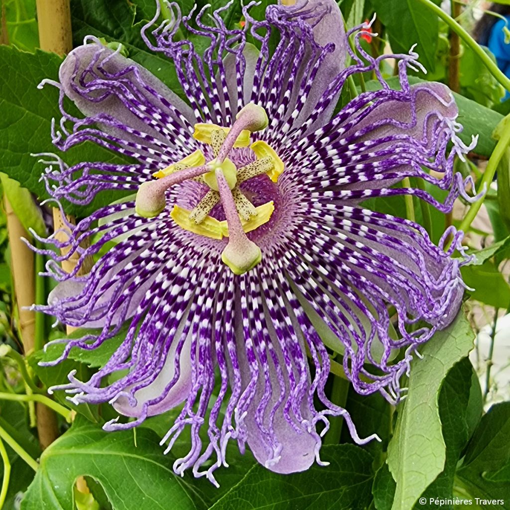 Passiflora incarnata Fata Confetto