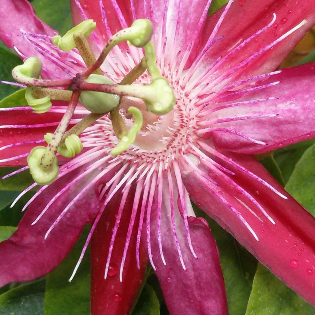 Passiflore Michael - Fleur de la Passion