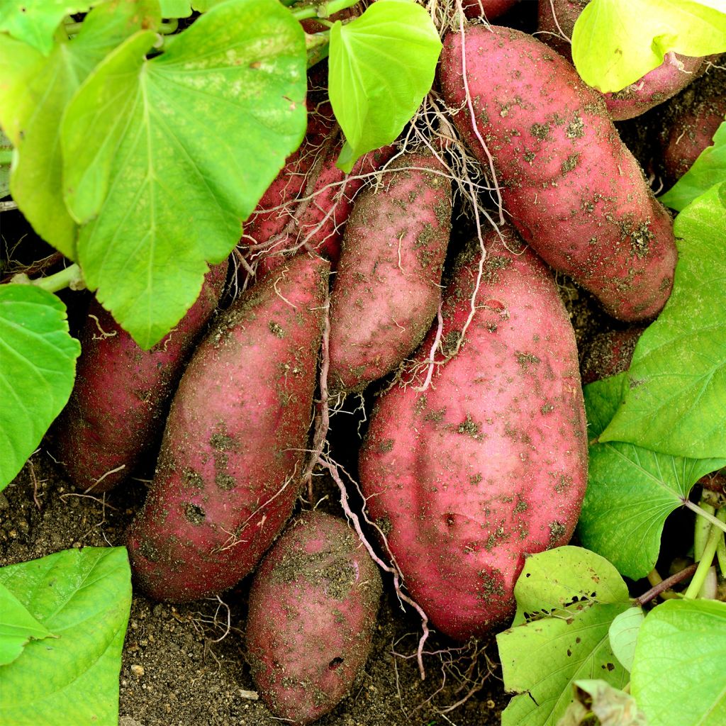 Patate Douce (1 tubercule) - Ipomoea batatas