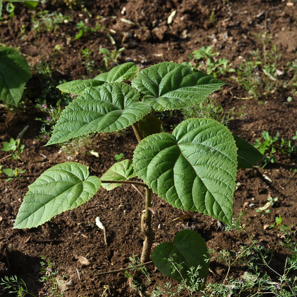 Paulownia elongata