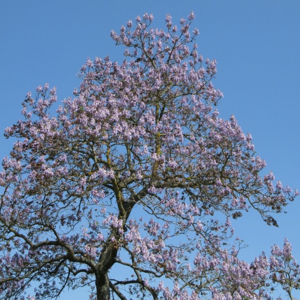 Paulownia tomentosa (semi)