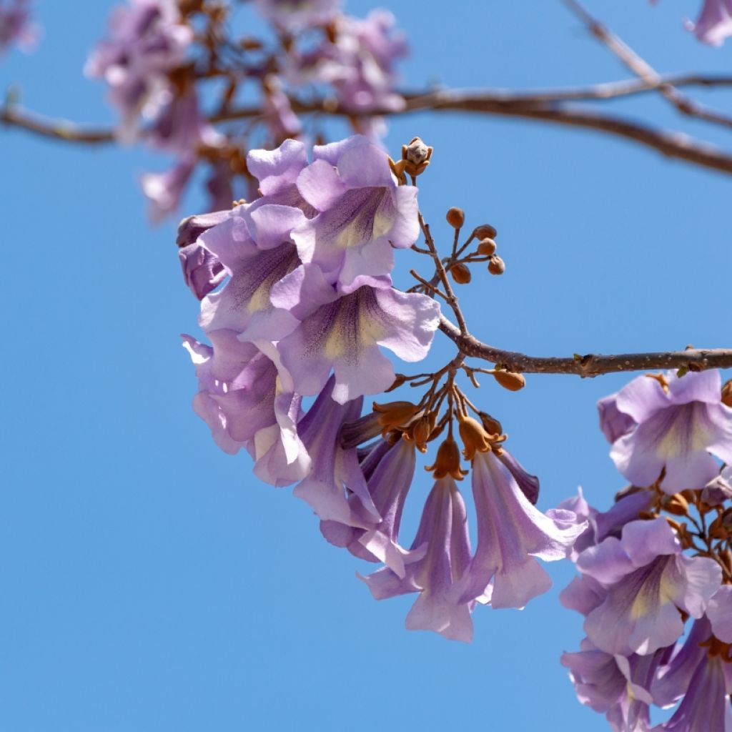 Paulownia tomentosa (semi)