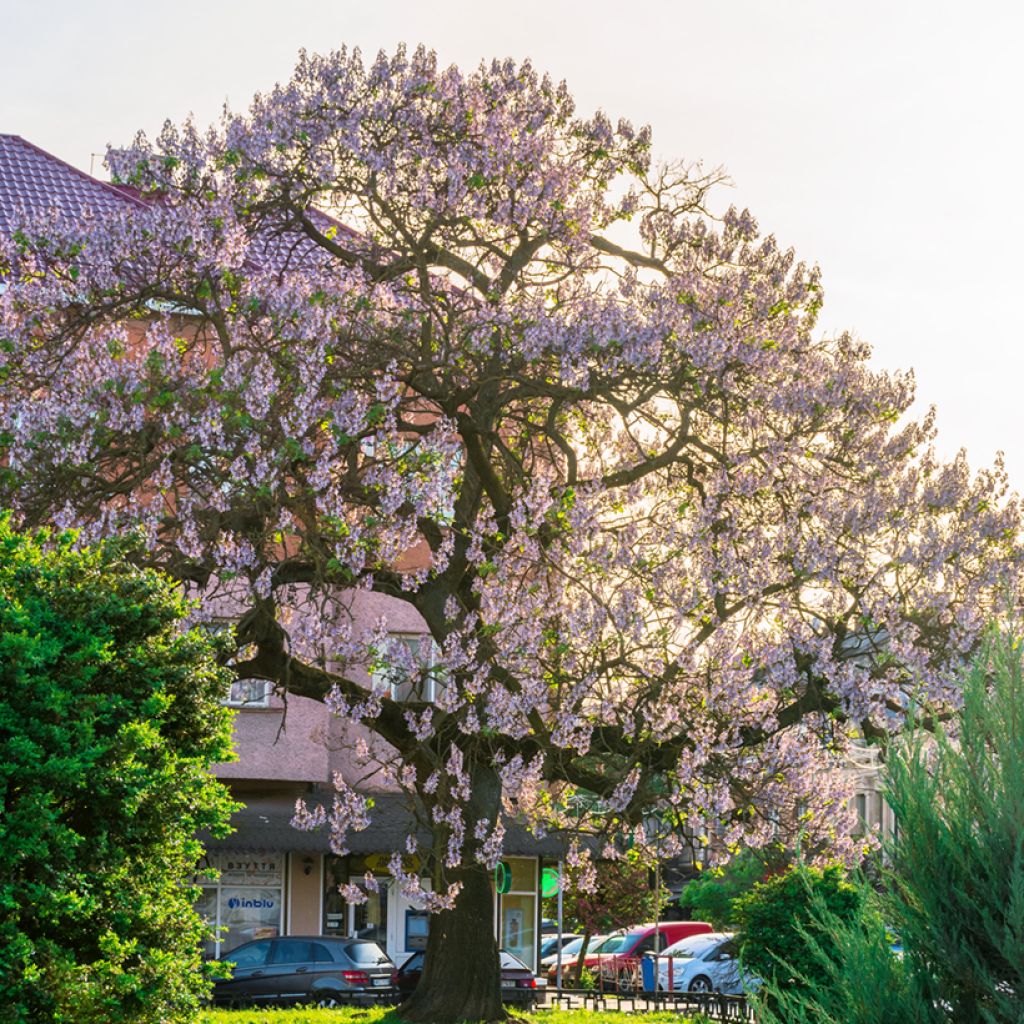 Paulownia tomentosa Hulsdonk - Arbre impérial