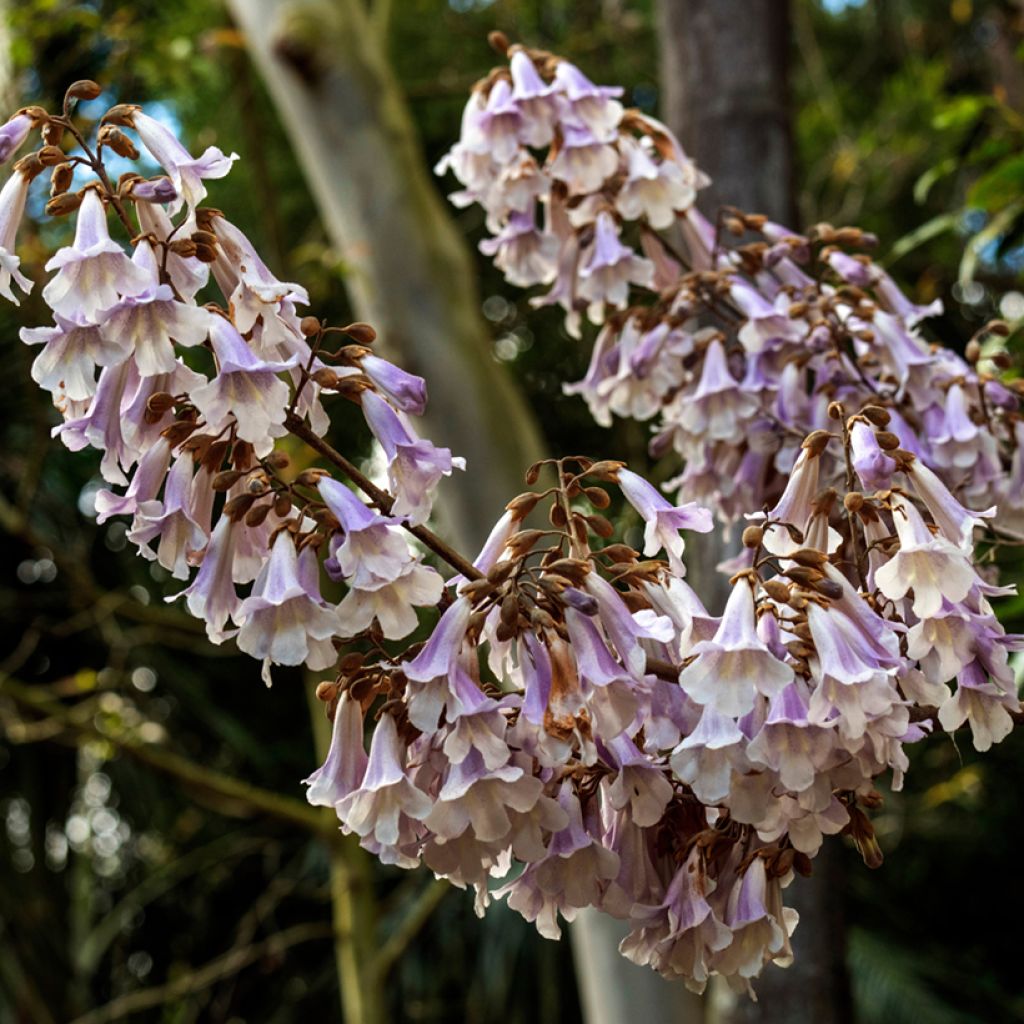 Paulownia tomentosa Hulsdonk - Arbre impérial