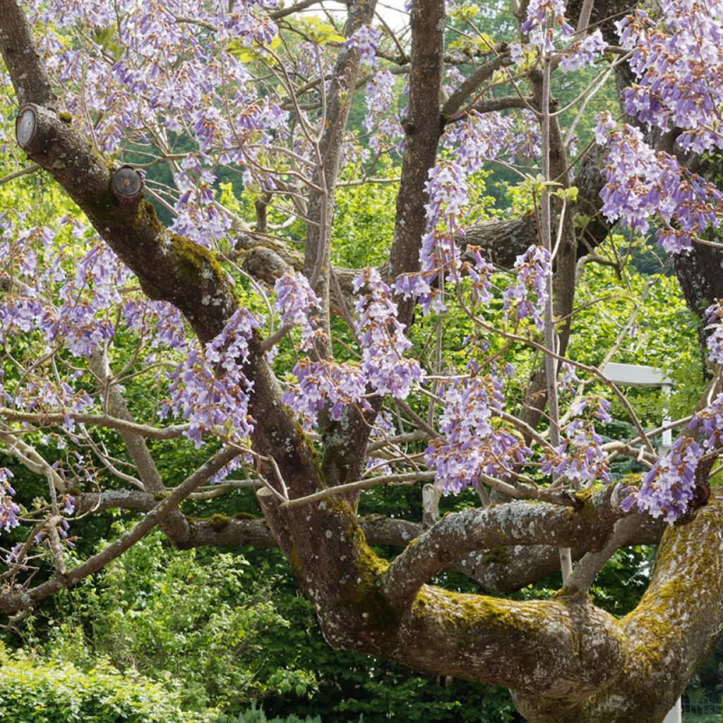 Paulownia tomentosa Hulsdonk - Arbre impérial