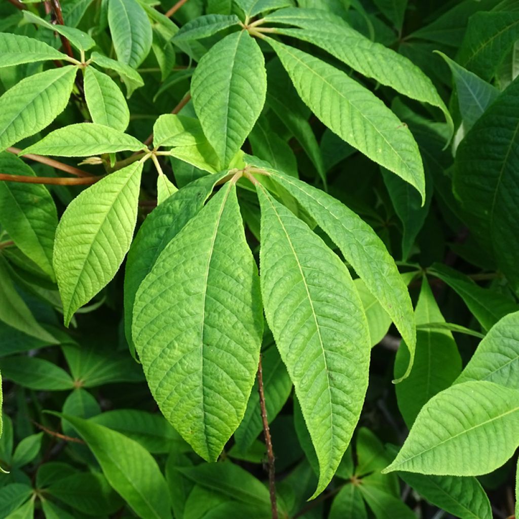 Aesculus parviflora - Ippocastano nano