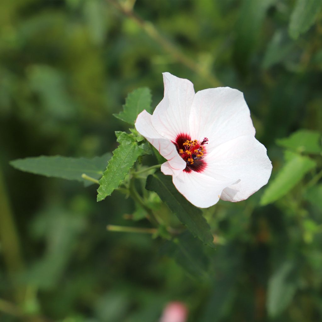 Pavonia hastata - Pavonie hastée