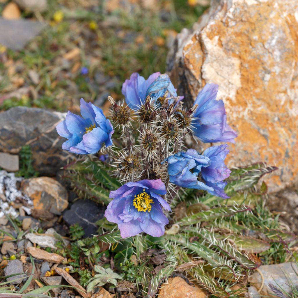 Meconopsis horridula - Papaver horridulum