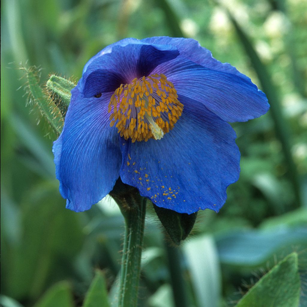 Meconopsis sheldonii